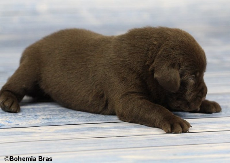 2021_20.02_great_bear2_17d.jpg