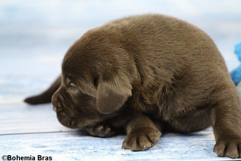 2021_20.02_great_bear3_17d.jpg
