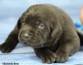 2021_20.02_great_bear1_17d.jpg