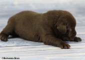 2021_20.02_great_bear2_17d.jpg
