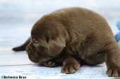 2021_20.02_great_bear3_17d.jpg