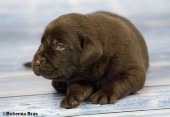 2021_20.02_great_bear4_17d.jpg