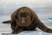 2021_20.02_great_bear5_17d.jpg