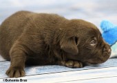 2021_20.02_great_bear6_17d.jpg