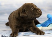 2021_20.02_great_bear7_17d.jpg