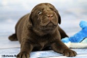 2021_20.02_great_bear8_17d.jpg