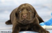 2021_20.02_great_bear9_17d.jpg
