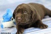 2021_20.02_great_bear10_17d.jpg