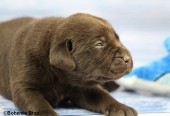 2021_20.02_great_bear11_17d.jpg