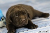 2021_20.02_great_bear12_17d.jpg